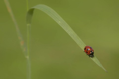 Seven-spot Ladybird