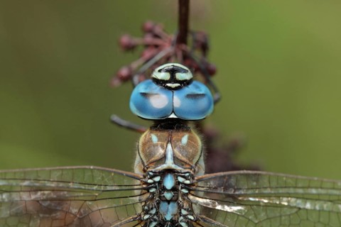 Blue-eyed hawker