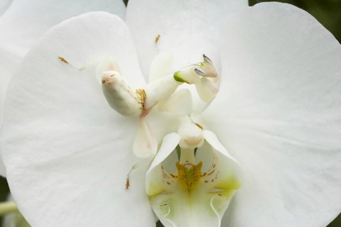 Walking flower mantises