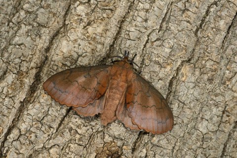 Lappet