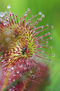 Round-leaved Sundew