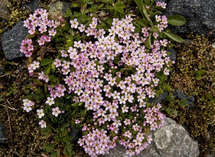 Alpine Rock-jasmine