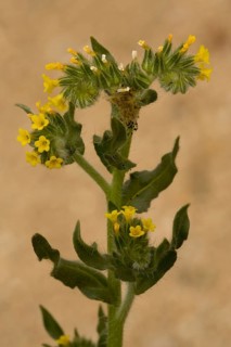 Rigid Fiddleneck