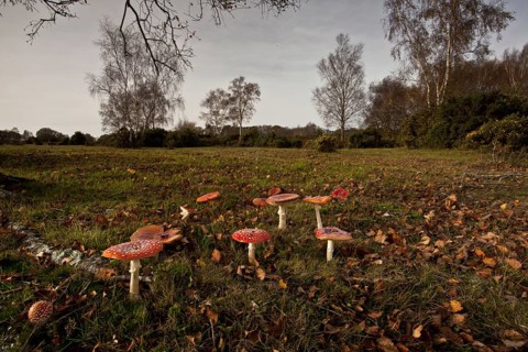 Fly agaric
