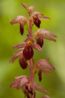Striped Coralroot