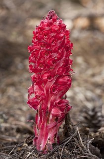 Snow Plant