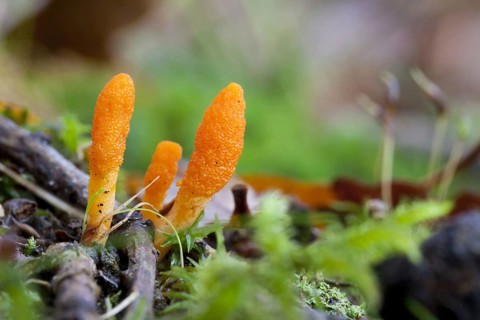 Puppet Caterpillar Fungus