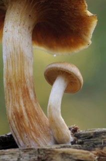 Common Rustgill