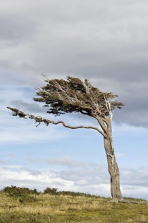 Lenga beech
