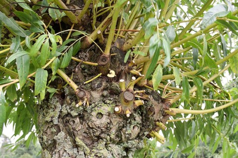 White Willow