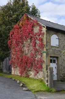 Autumn colouring of the leaves of Virginia virginia creeper