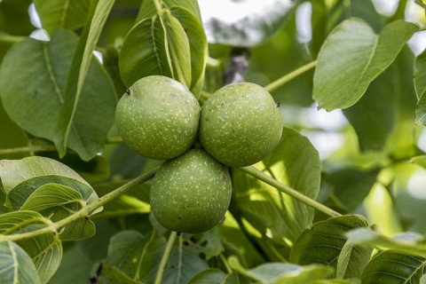 Black walnut
