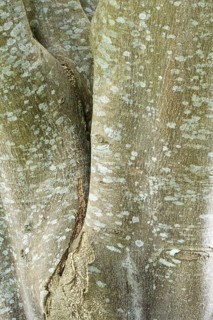 Cape chestnut