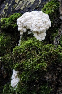 False Puffball