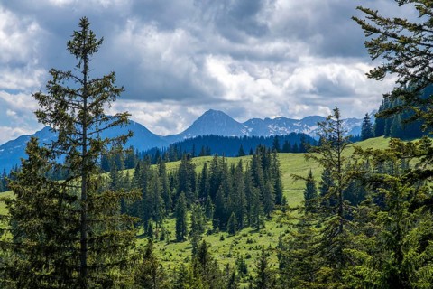 Postalm in the Salzkammergut