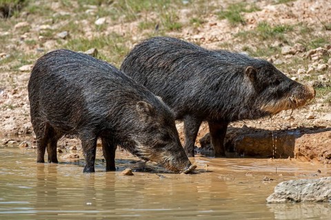 Two white-lipped peccary