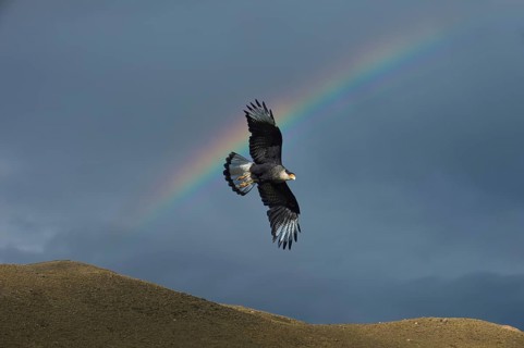 Southern southern crested caracara