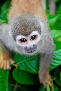 Common squirrel monkey