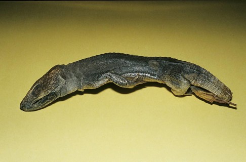 Apothecary Skink