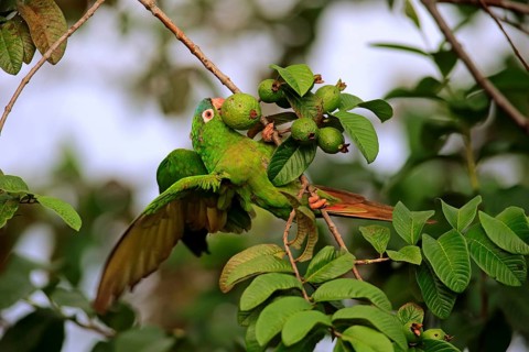 Sharp-tailed Parakeet