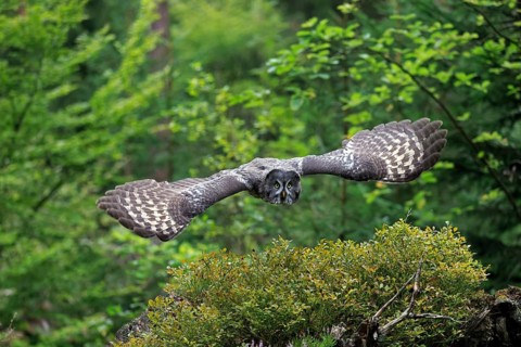Great Grey Owl