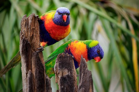 Coconut lorikeet