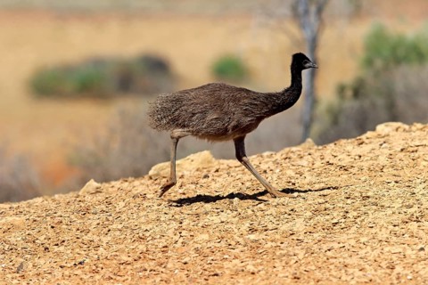 Emu