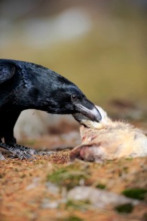 Common raven