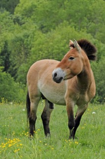 Przewalski's horse