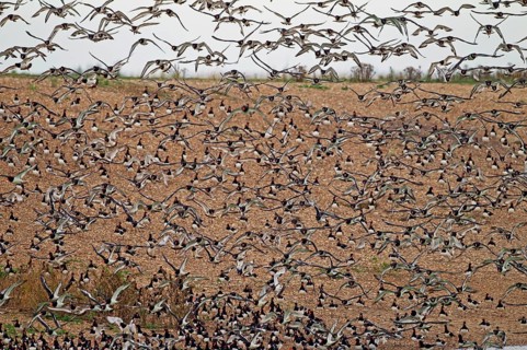 Eurasian Oystercatcher