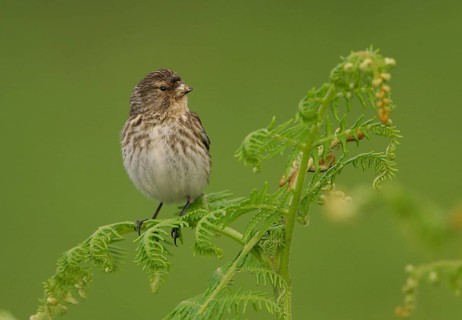 Twite