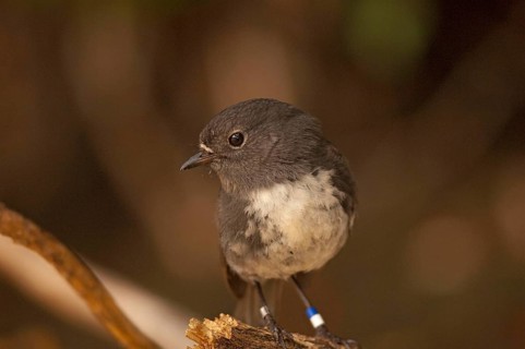 Long-legged Robin