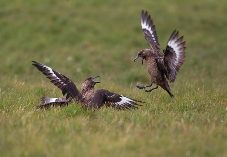 Great Skua
