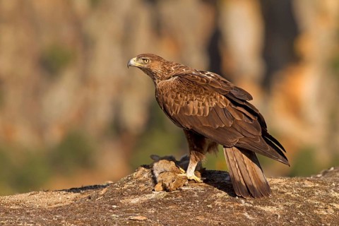Bonelli's Eagle