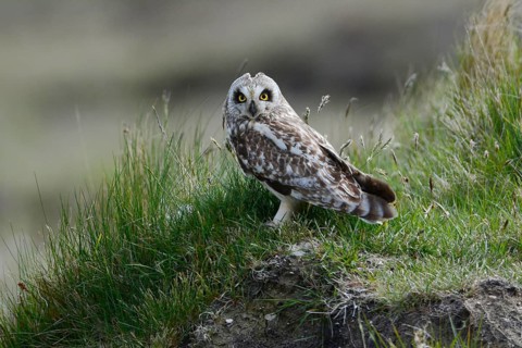 Short-eared short-eared owl