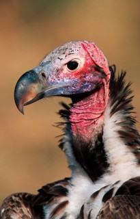 Lappet-faced nubian vulture