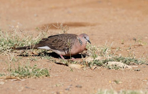 Spotted Dove
