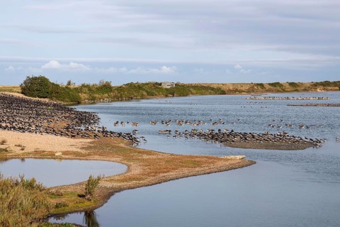 Looking north from the Sanctuary Hide at RSPB Snettisham towards the Shore Hide. Oystercatchers and greylag geese roosting on the autumn high tide