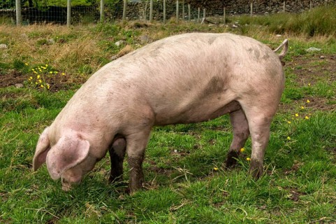 Domestic pig