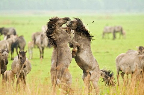 Konik domestic stallion