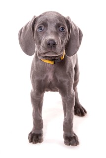 Domestic dog