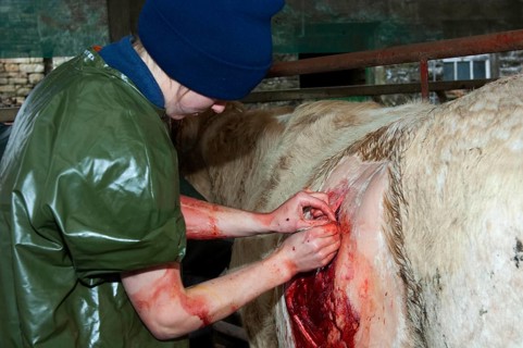 Cattle farming
