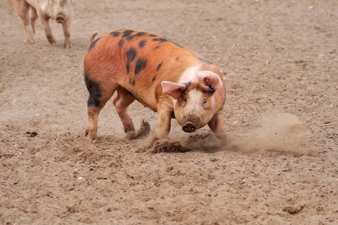 Domestic pig