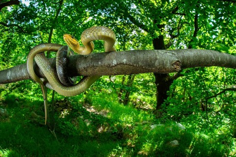 Aesculapian Snake