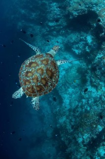 Green Turtle