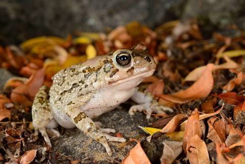 Ranger toad
