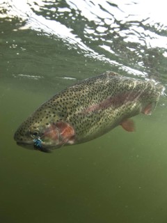 Rainbow trout