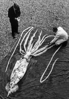 Giant squid