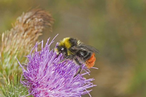 Stone bumblebee