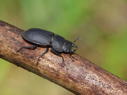 Lesser Stag Beetle